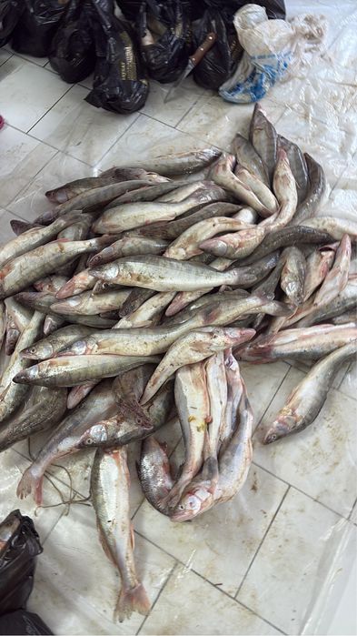 Судак Атырауский көксерке