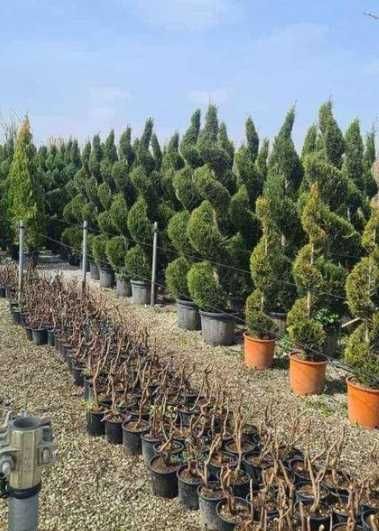 Plante Ornamentale