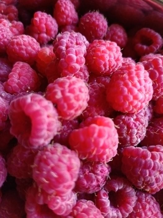 Дачная малина продам