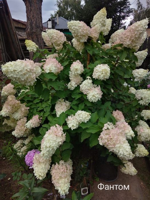 Продам Гортензии