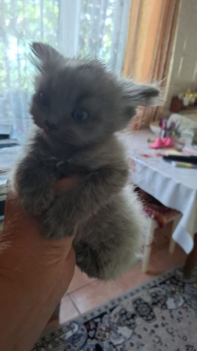 Ласковые котята отдадим в добрые руки