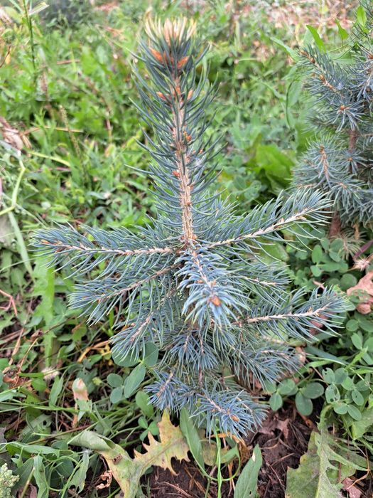 Продам березы,и голубые ели до 5 метров