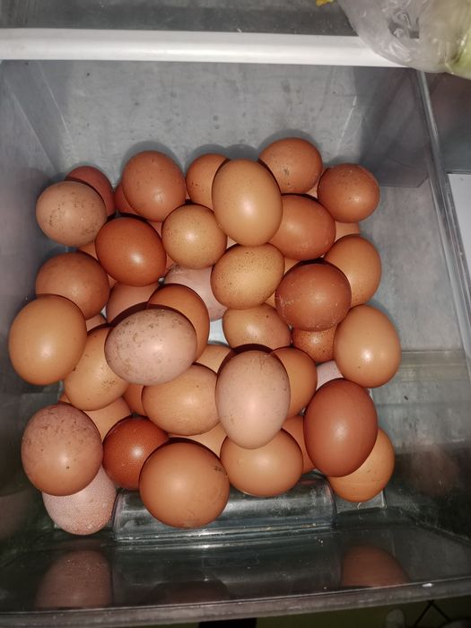 Продам домашние яйца