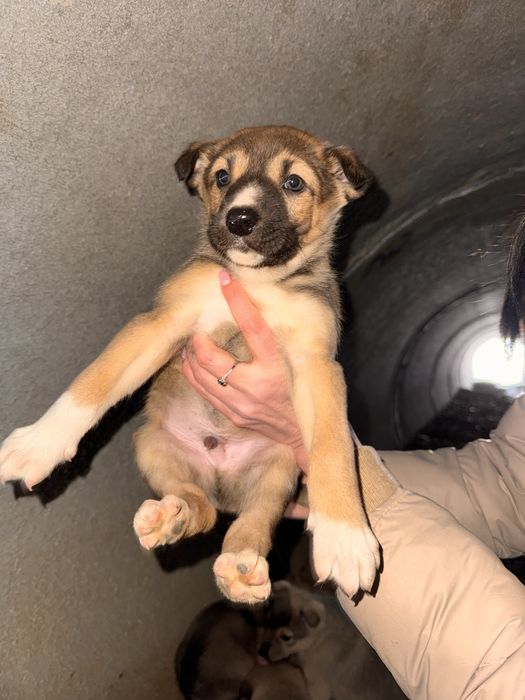 Щенок щенята ищут дом