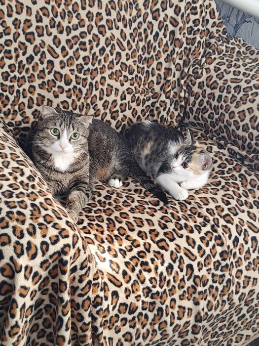 Котенок в добрые руки