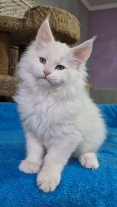 Мейн-куны котята.