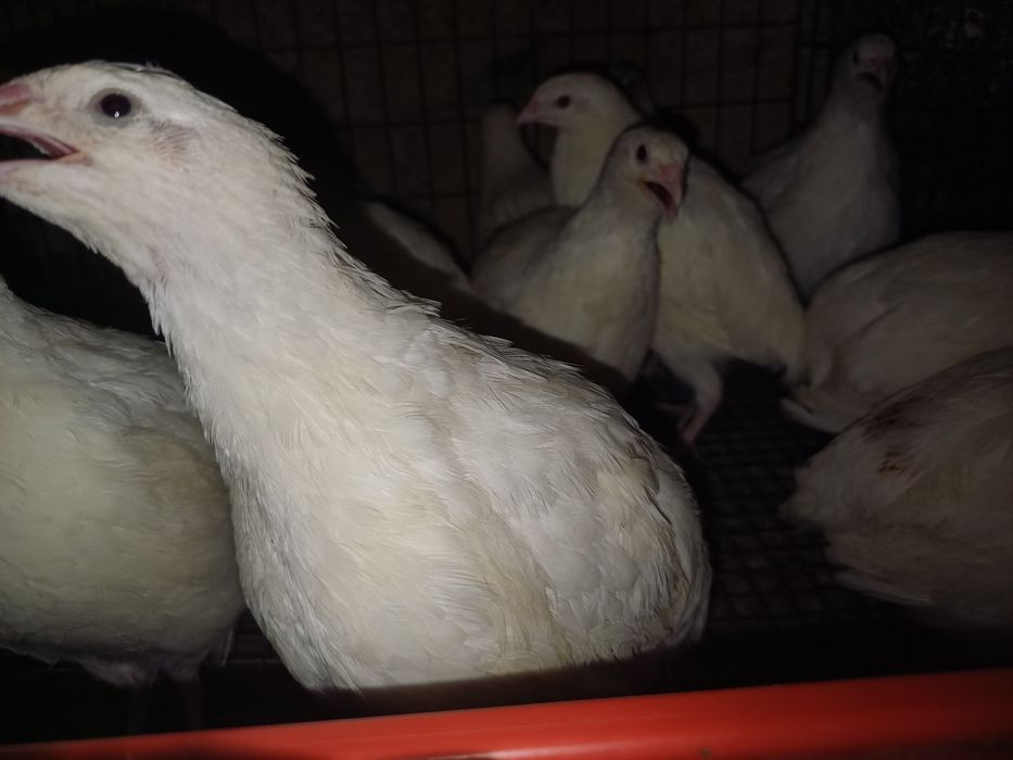 Vând tineret prepelițe!!