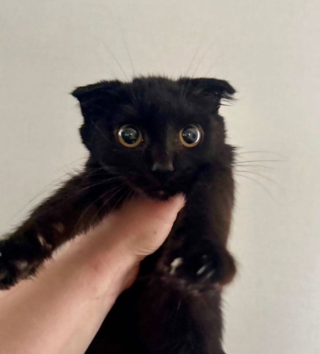 Котенок СРОЧНО ищет дом!