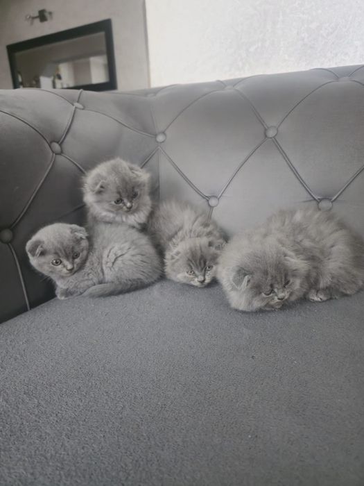 Vând pisică  Scottish Fold