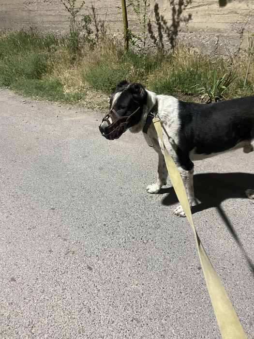 Алабай ,чемпион карабастыникүшігі