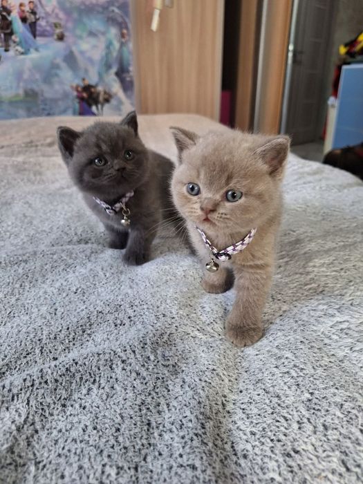 Чистокровные британские котятки