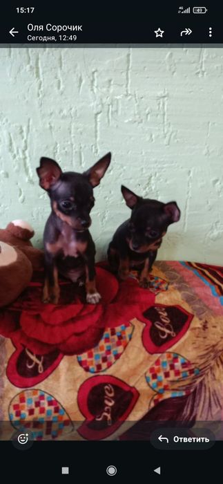 Щенки мини той терьера