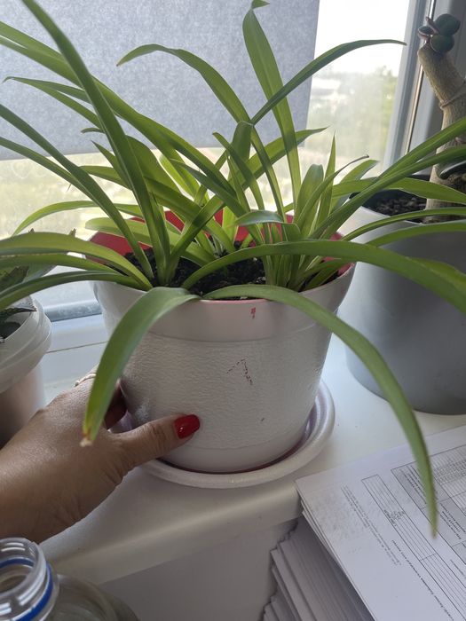 Хлорофитум, колеус