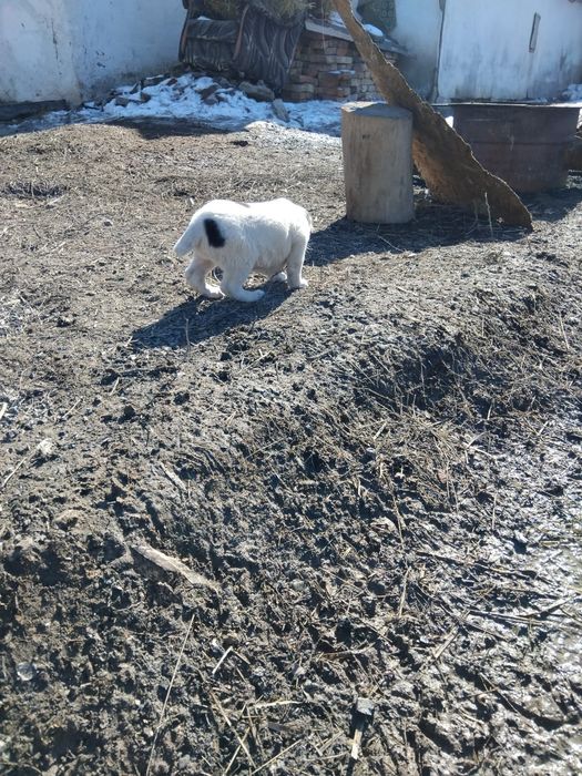 Алабай кушик сатлады