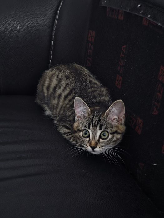 Котенок девочка 3 месяцв