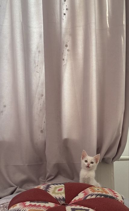 Котенок в ДОБРЫЕ руки!!!