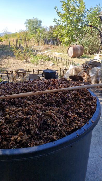 Must Riesling 2026