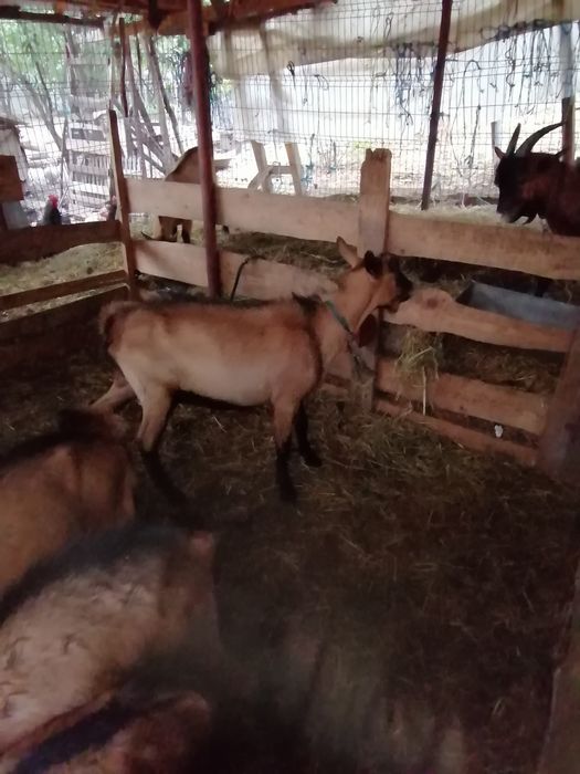 Tapisori alpini din părinți buni