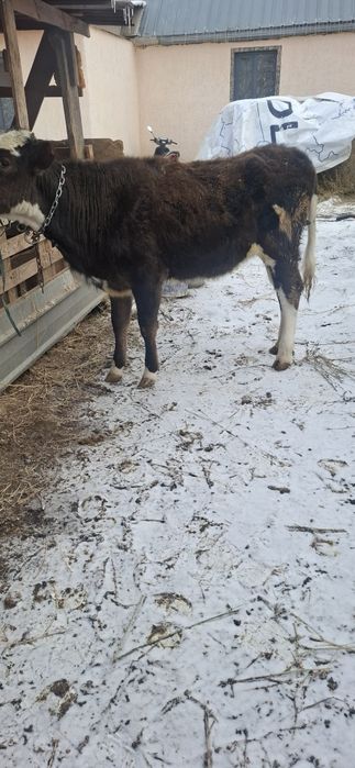 Телочка,Телка,тана,ургашы,корова