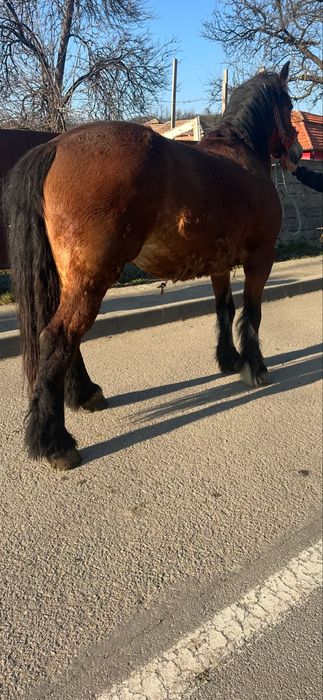 De vanzare manza de 2 ani blanda invatata la utilaje pret 3.000 euro n