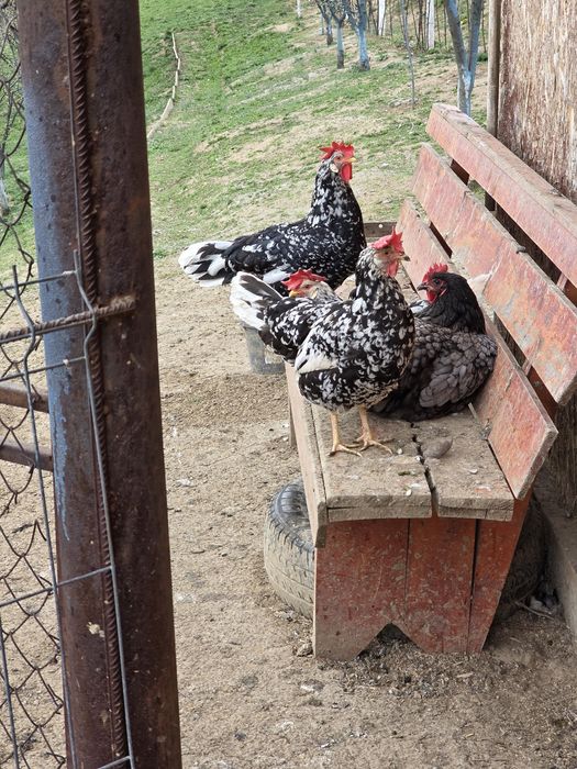 Gaini italiene bobate  4+1