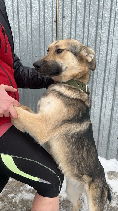 Семейная собака - компаньон Стелла