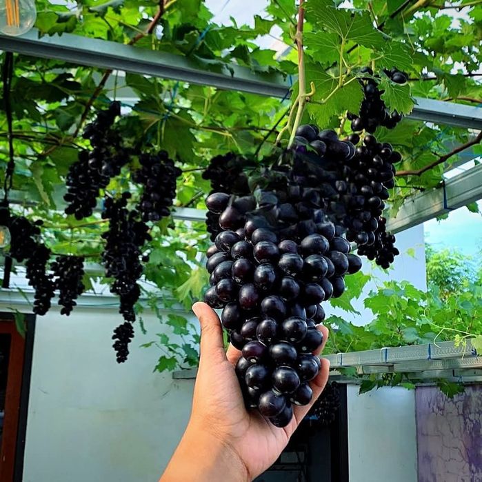 Vita de vie soiuri de masă pentru boltă