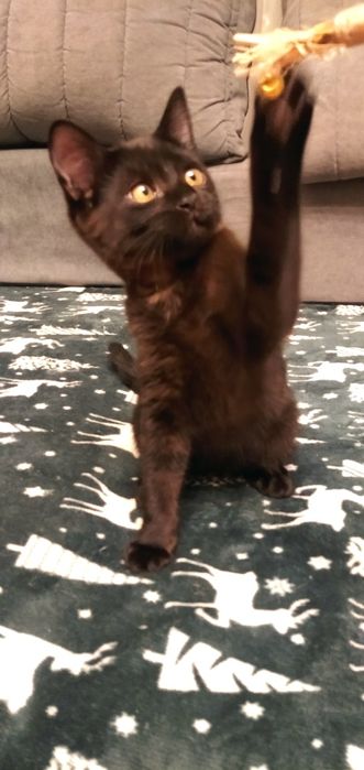 Котик в  добрые руки