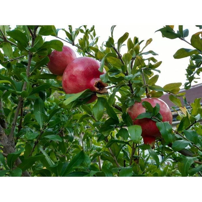 Pomi Exotici (Rodiu )