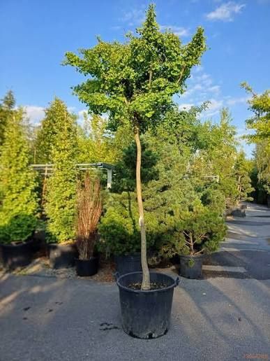 Ginko Biloba Mariken