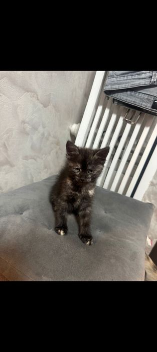 Продам котят. Продам