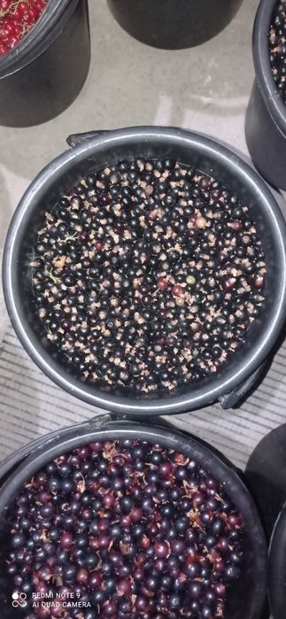 Смародина кора кизил меваларидан ва кучатларидан бор кизиканлар учун