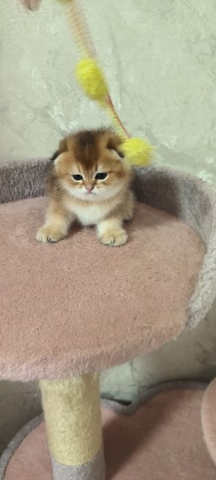 Мальчики фолд,золотая шиншила