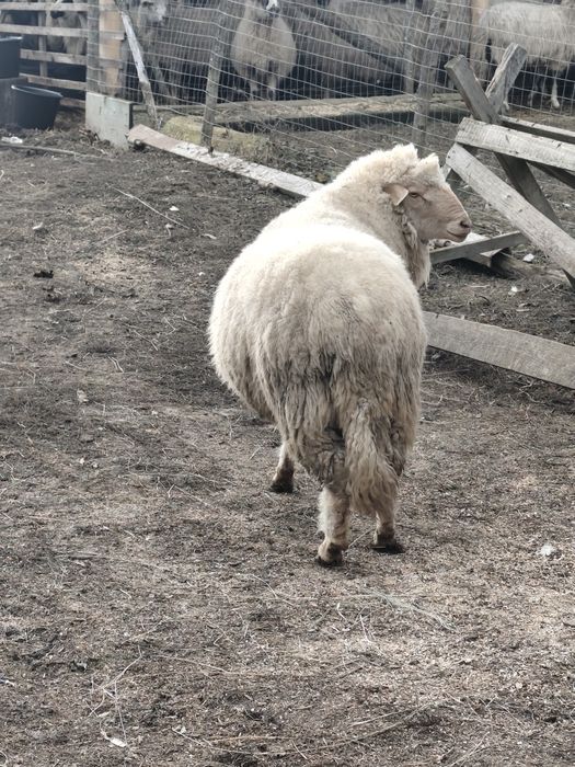 Berbec tigaie ruginie talie mare