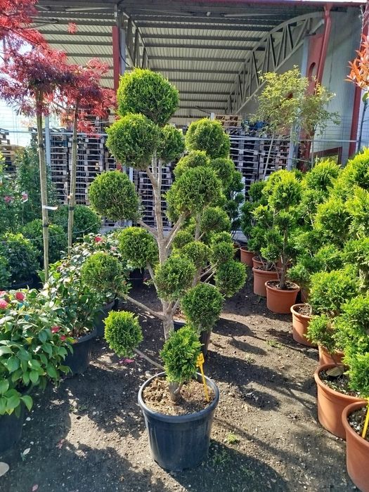 Vând plante ornamentale