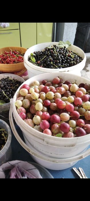 Крыжовник молодняк