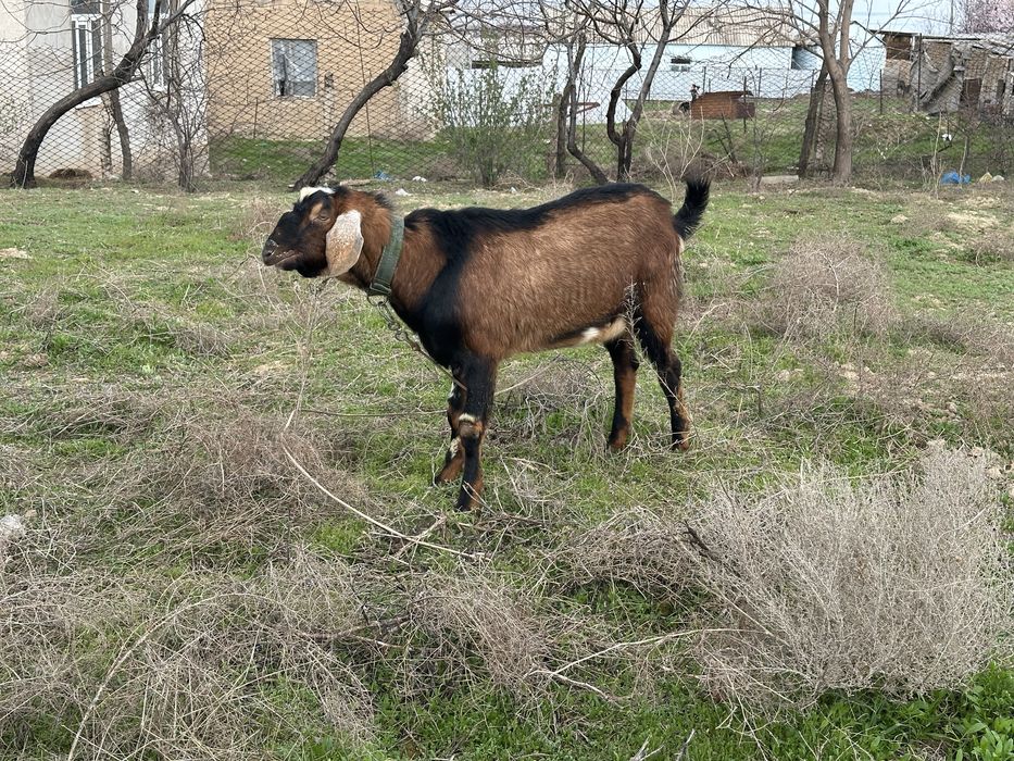 Теке ешкі козел сатылады