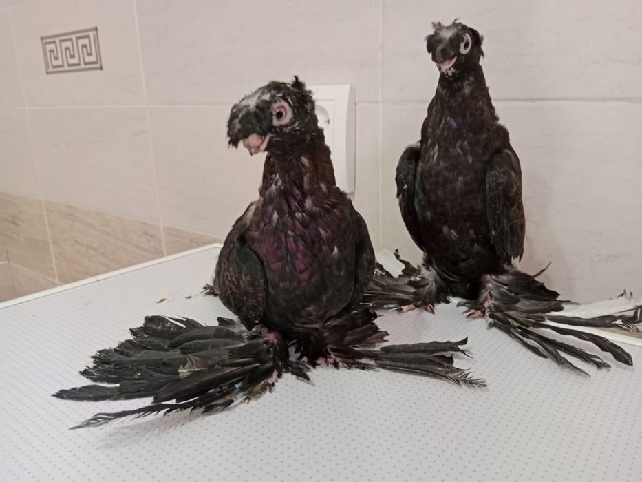 Продам   голубей