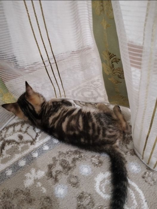 Бенгальские котята