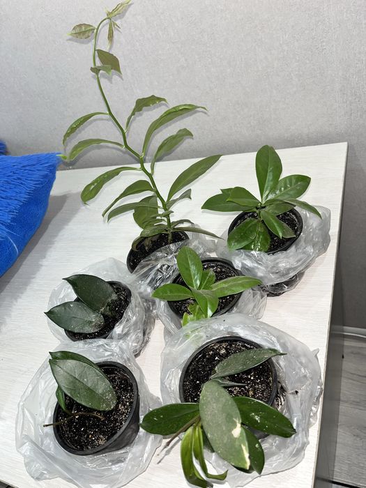 Обмен на другие цветы