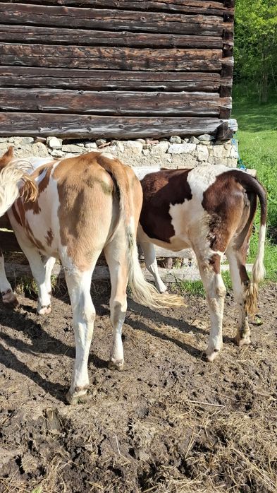 Juninci,vaci vârstă 1 an