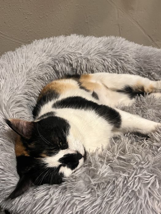 Передержка кошек недорого