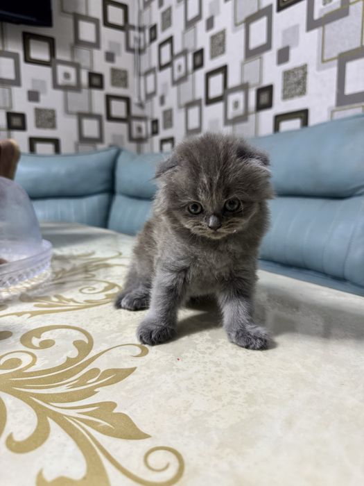 Сотилади 1 ойлик