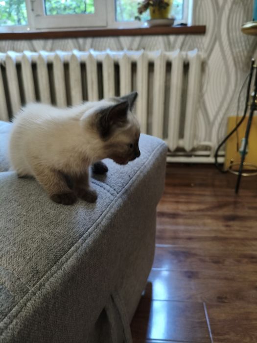 Продам сиамского котёнка