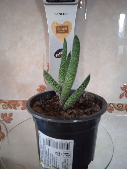 Продам   комнатные цветы