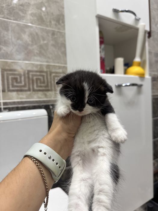 Продам вислоухих котят Scottish Fold