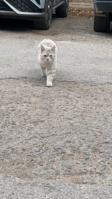 Кошка персидская