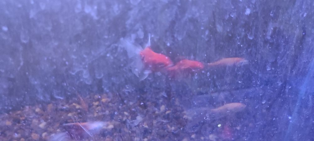 Аквариумные рыбки.