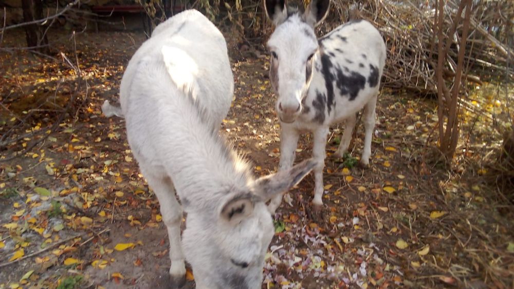 Срочно продаются Ишаки