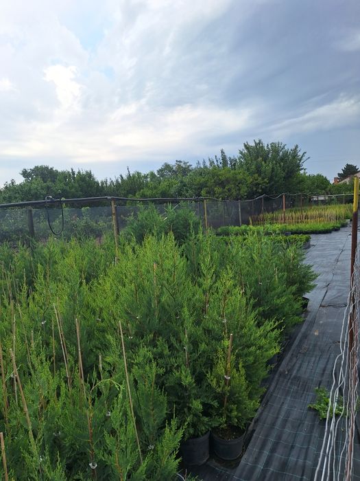 Tuya Leylandi pentru gard viu  crescuți în ghivece diferite mărimi